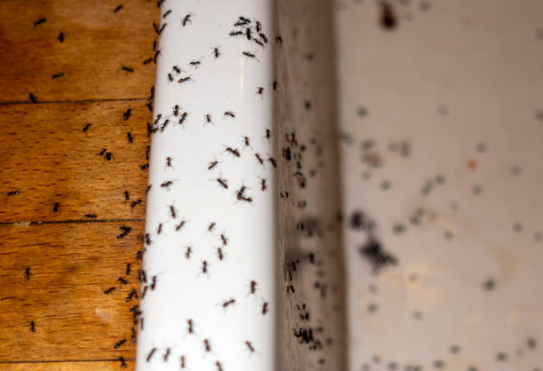 Best Termite Control Services  in Good Hope, AL