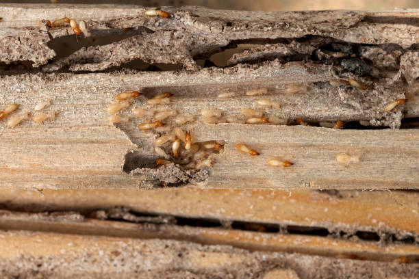 Best Flea Control Services  in Good Hope, AL